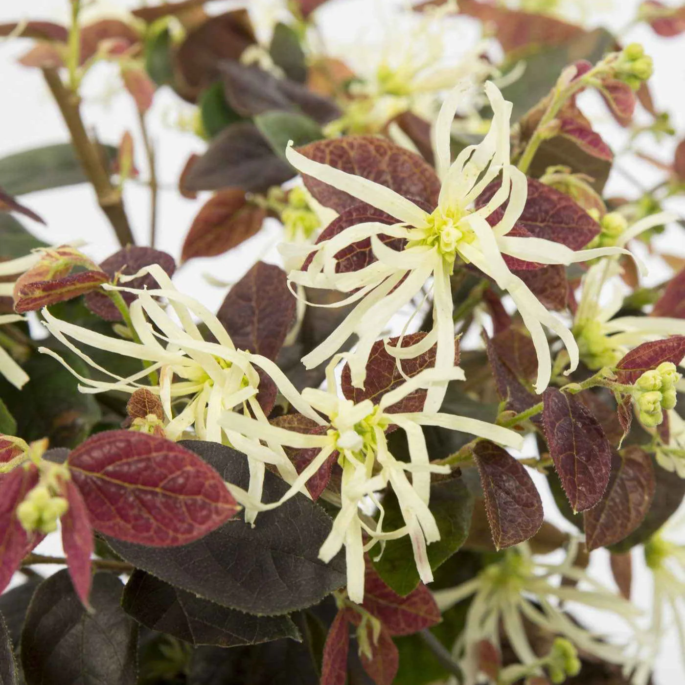 Heksenstruik 'Ruby Snow' - Image 2