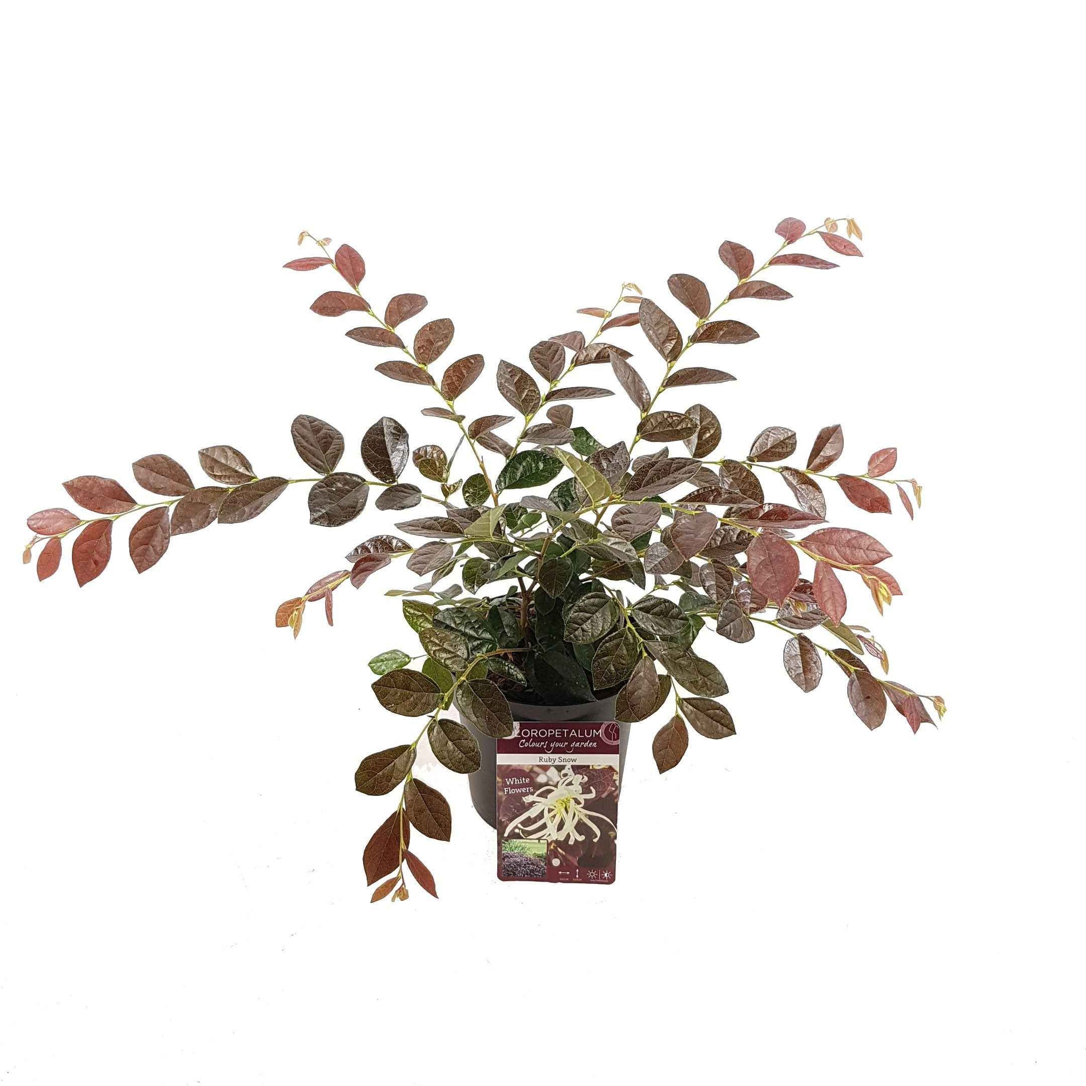 Heksenstruik 'Ruby Snow' - Image 3