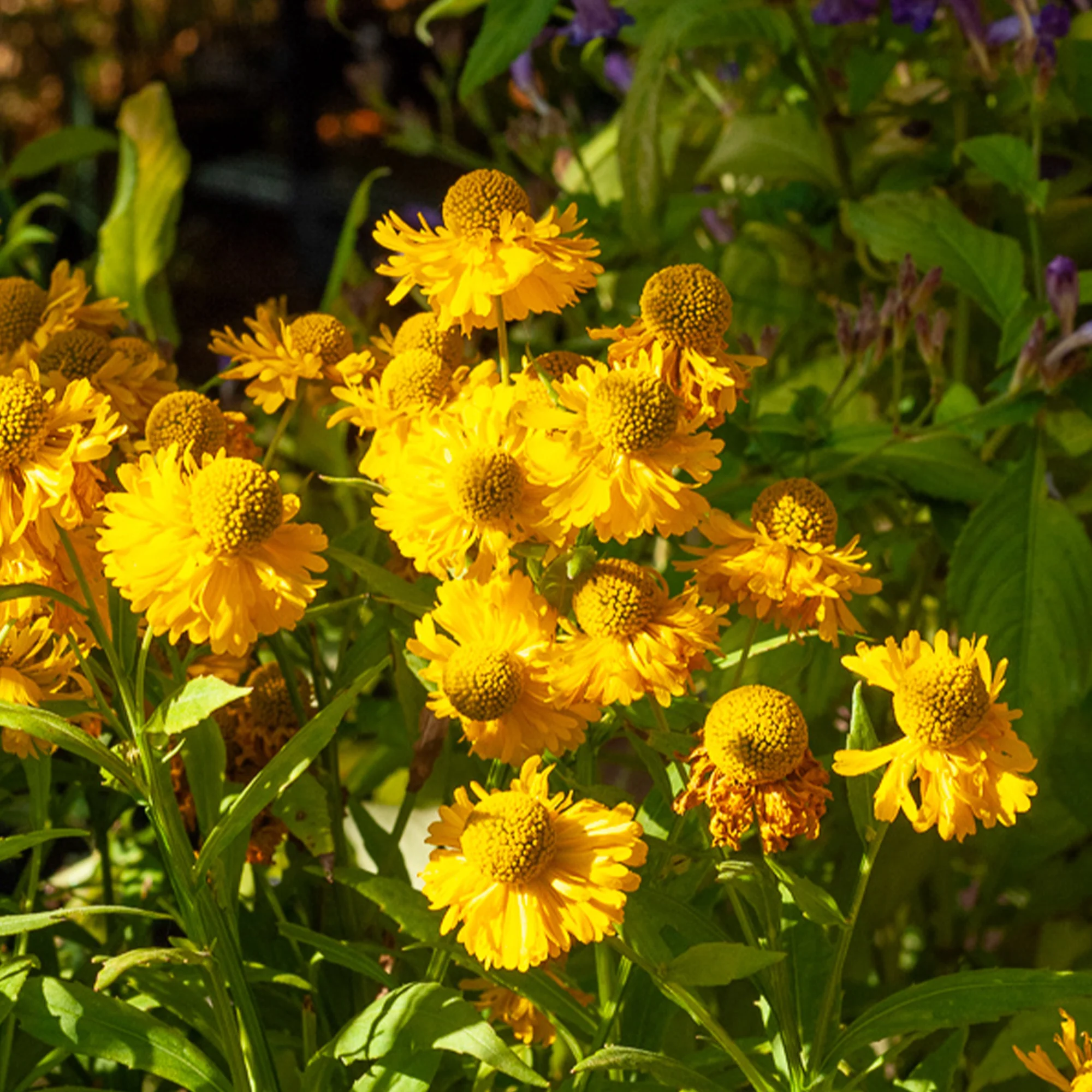 Helenium 'Double Trouble' / Zonnekruid - Image 2