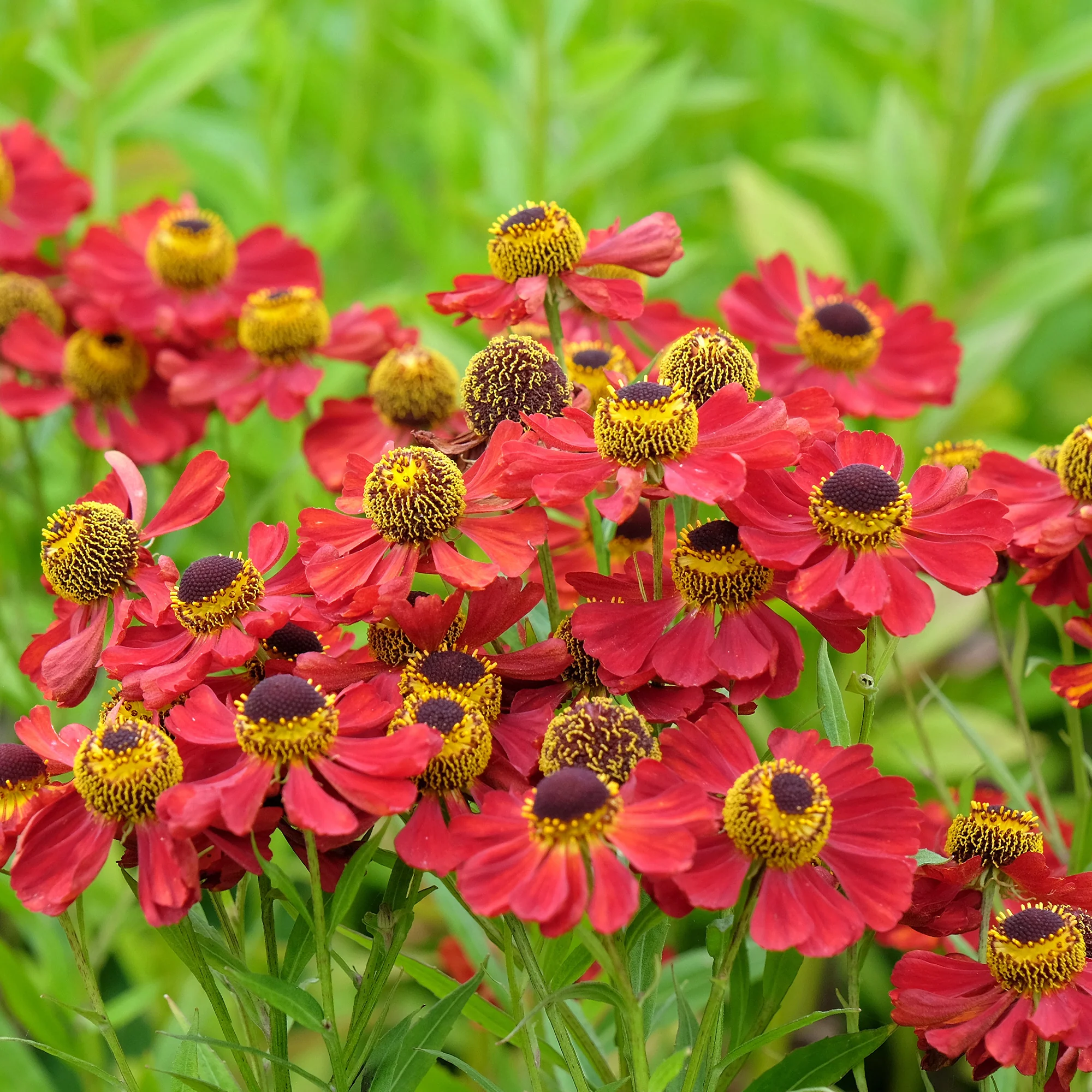 Helenium 'Red Jewel' / Zonnekruid