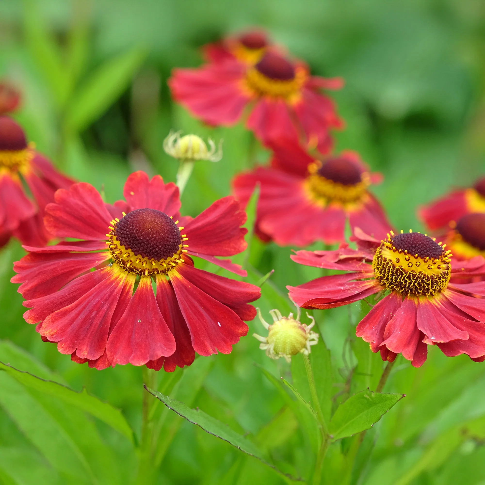 Helenium 'Red Jewel' / Zonnekruid - Image 2