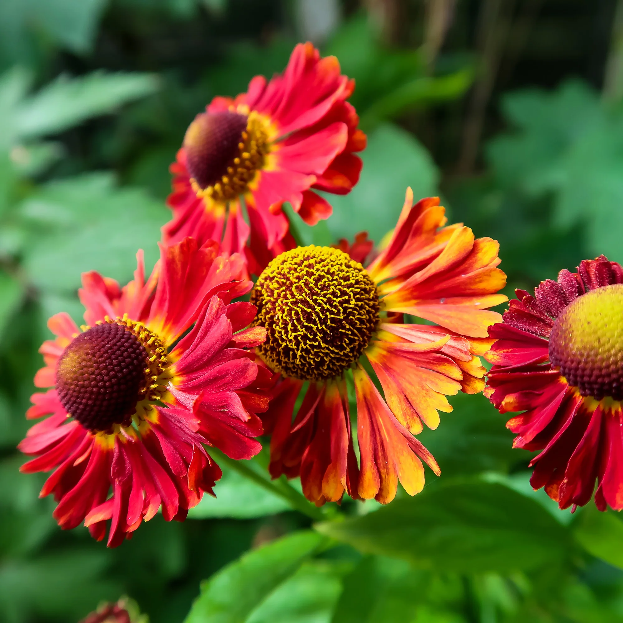 Helenium 'Red Jewel' / Zonnekruid - Image 3