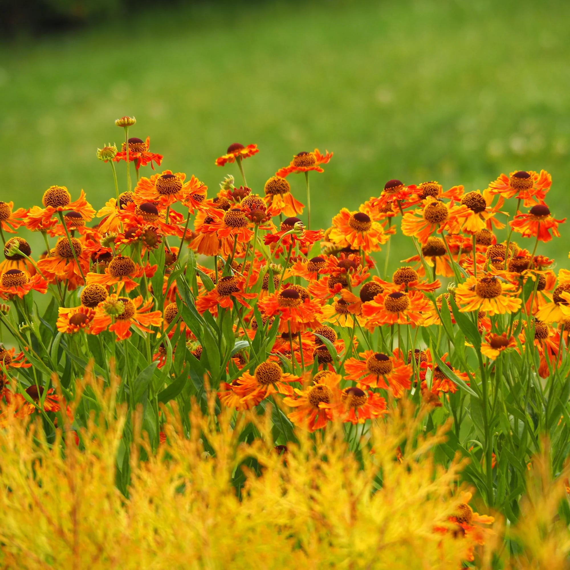 Helenium 'Waltraut' / Zonnekruid
