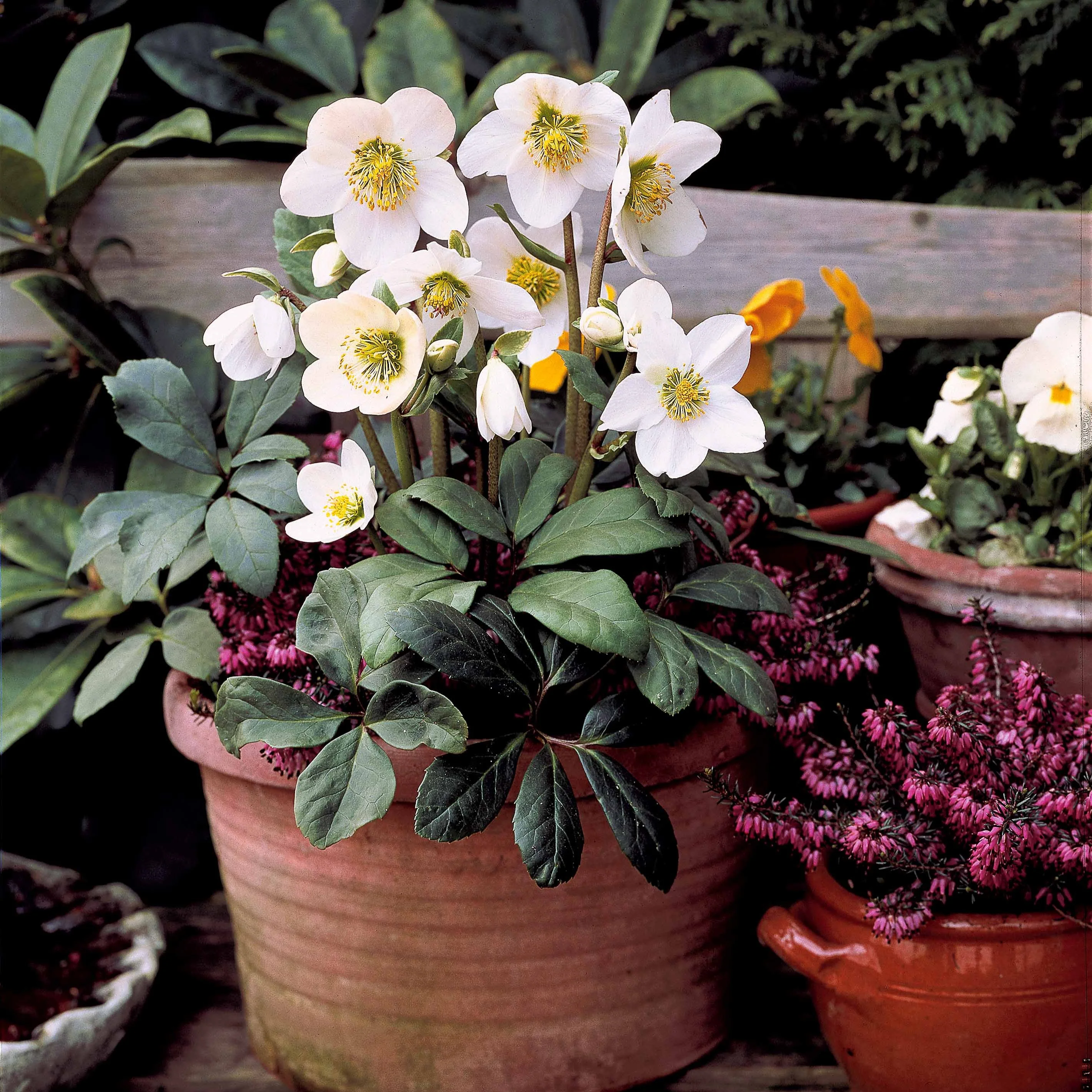 Helleborus 'Christmas Carol' - Image 2