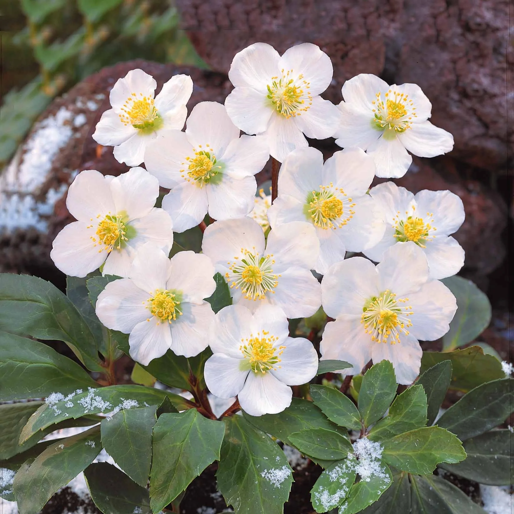 Helleborus 'Christmas Carol' - Image 3