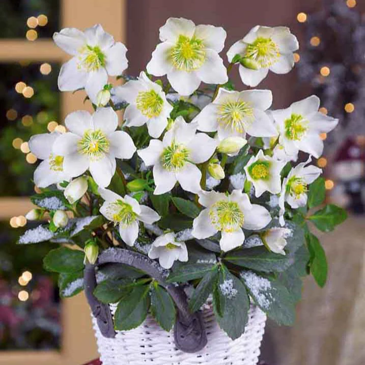 Helleborus 'Christmas Carol' - Image 4