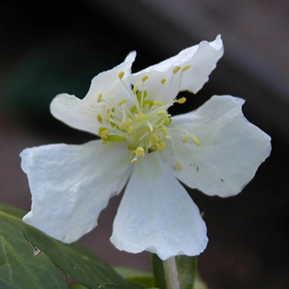 Helleborus 'Christmas Carol' - Image 5