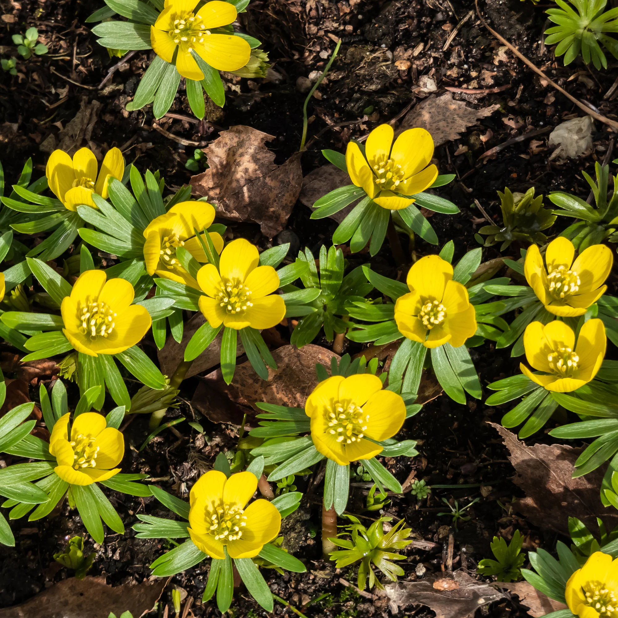 Helleborussen - Image 2