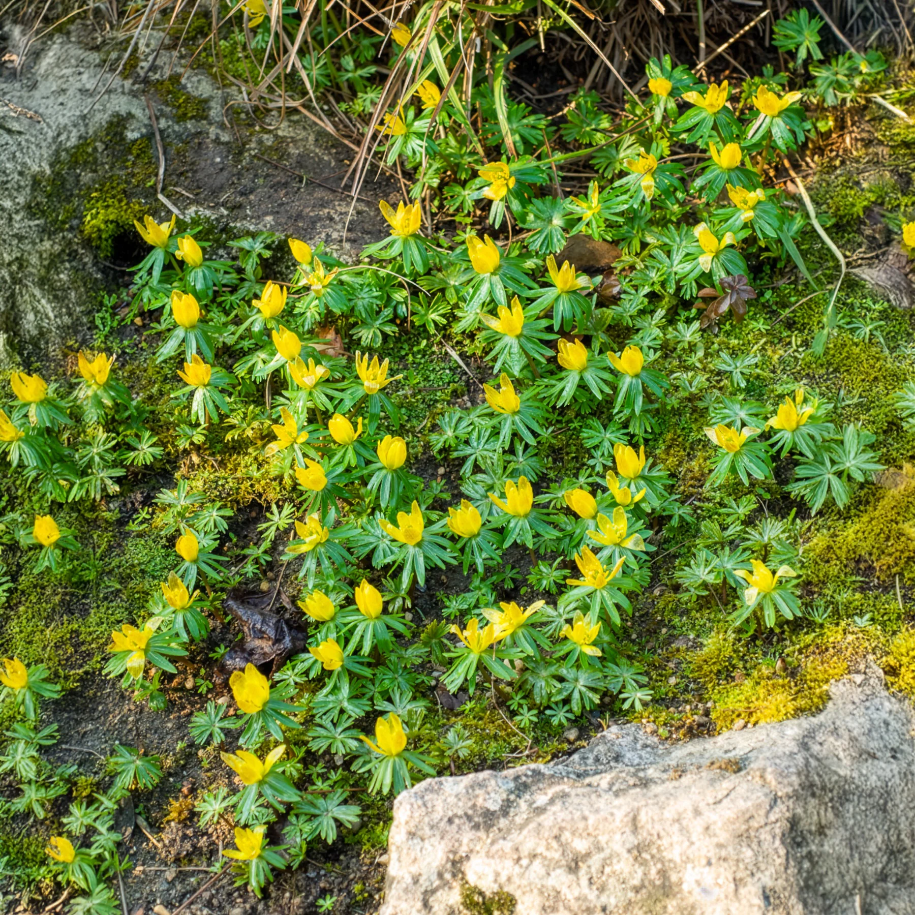 Helleborussen - Image 9