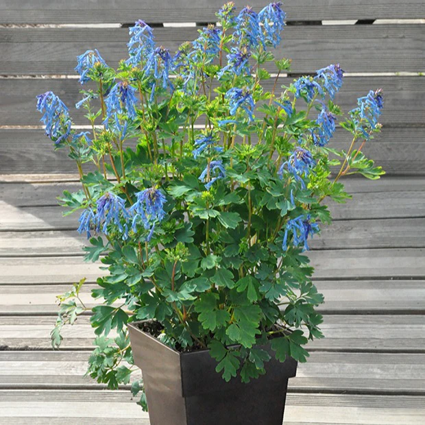 Miniatuur 1