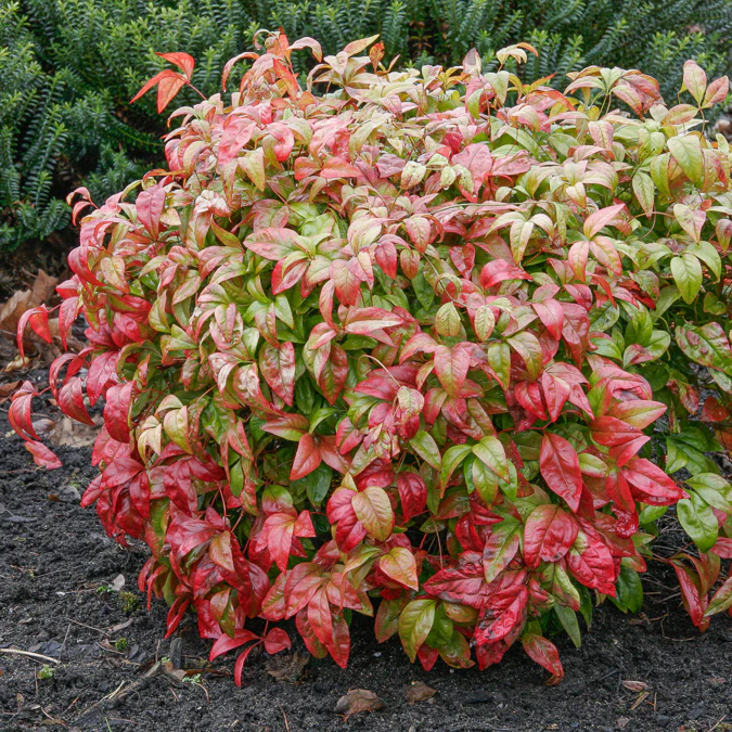 Hemelse bamboe 'Firepower'