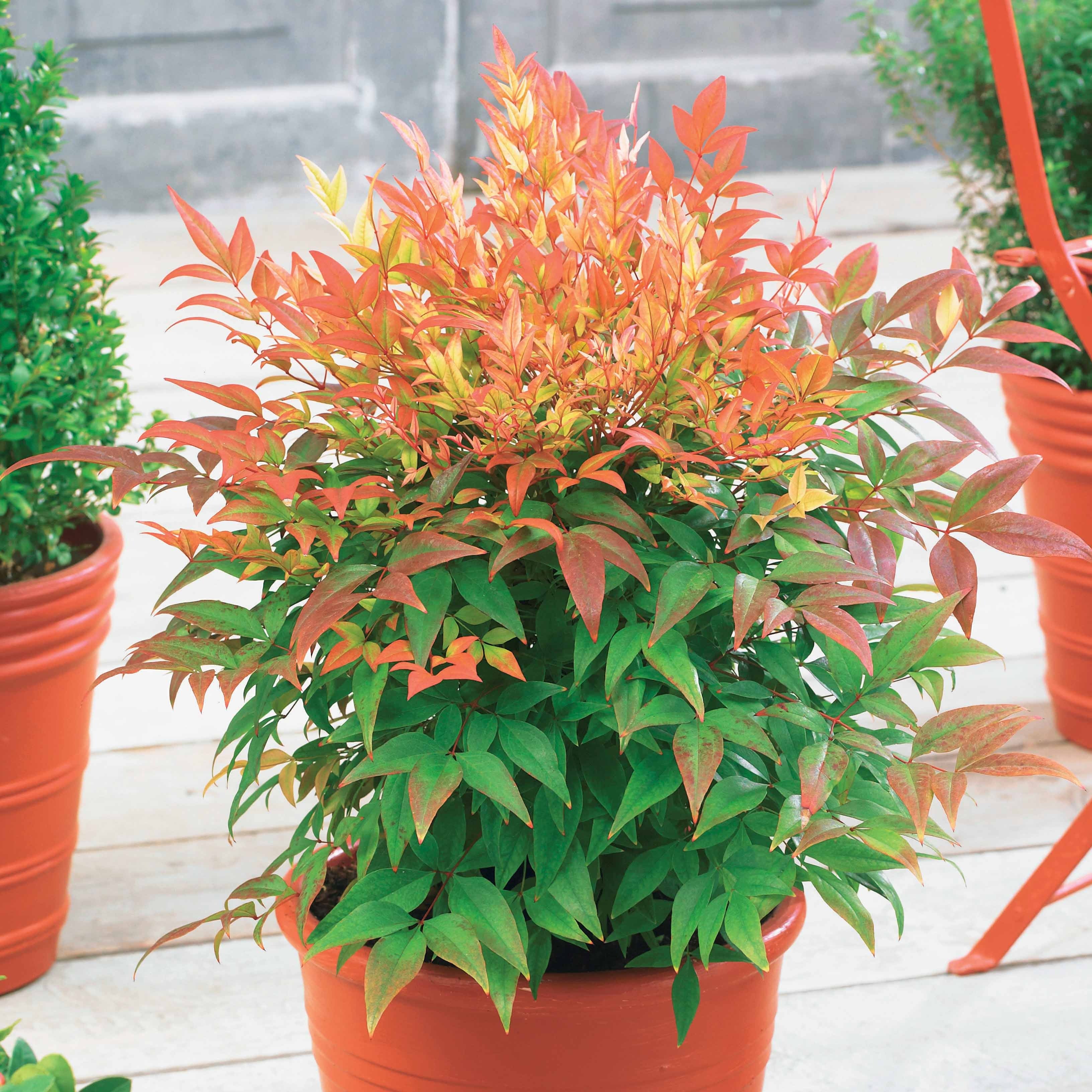 Hemelse bamboe 'Sunset boulevard'®