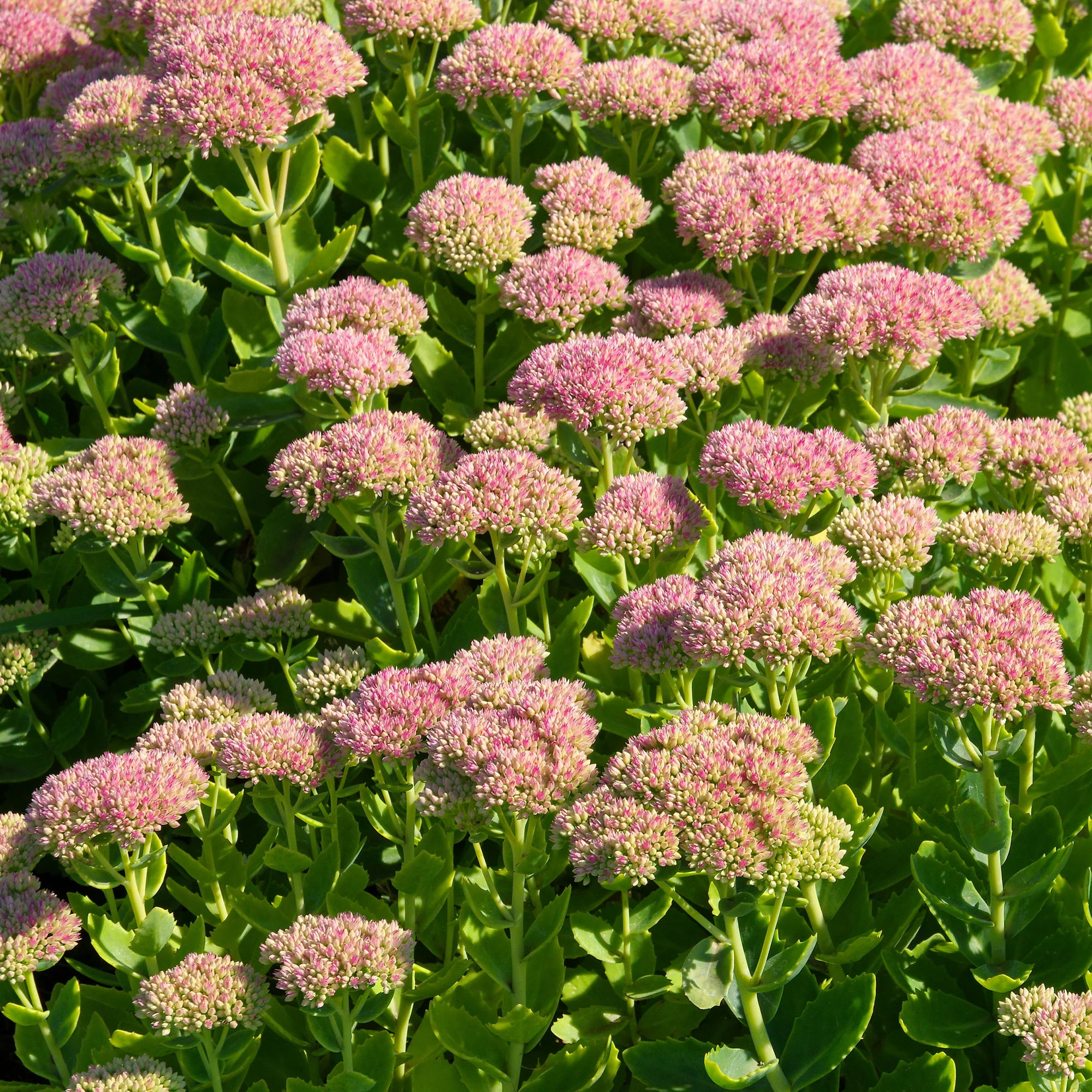 Hemelsleutel 'Carmen'