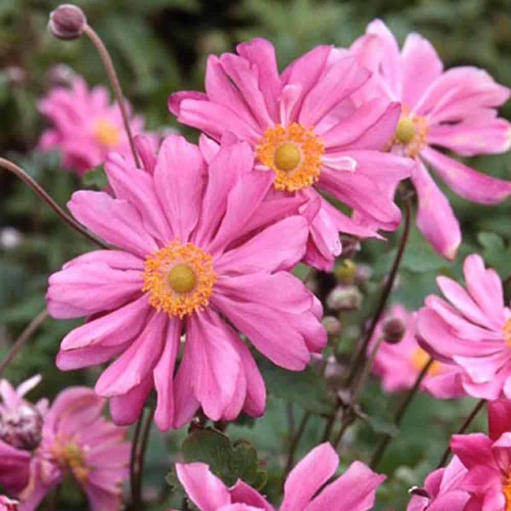 Herfstanemoon 'Prinz Heinrich'