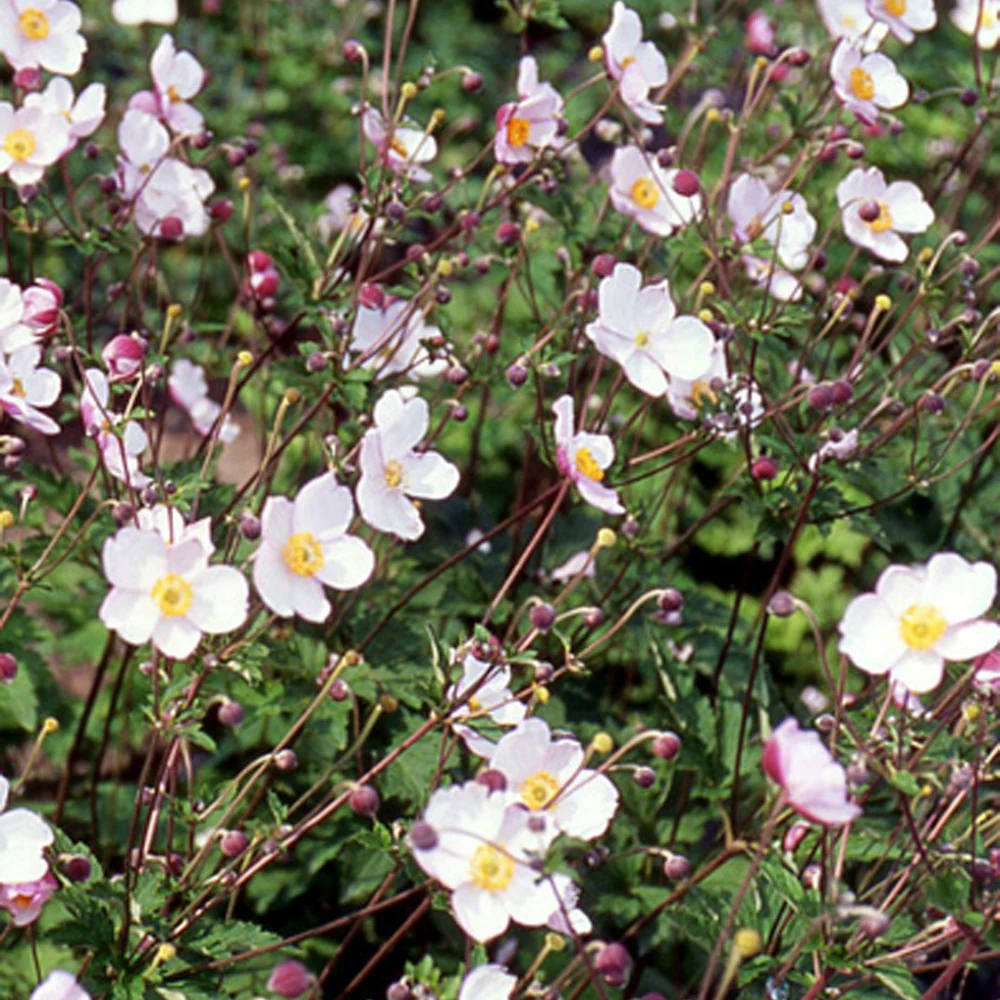 Herfstanemoon 'Robustissima'