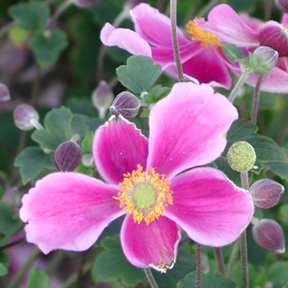 Herfstanemoon 'Splendens'