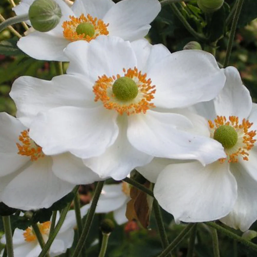 Herfstanenoom 'Honorine Joubert'