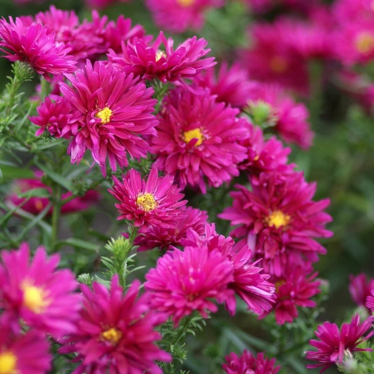 3 Royal Ruby Herfstasterren