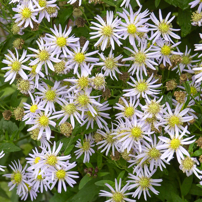 Herfstaster 'Asran' - Image 3