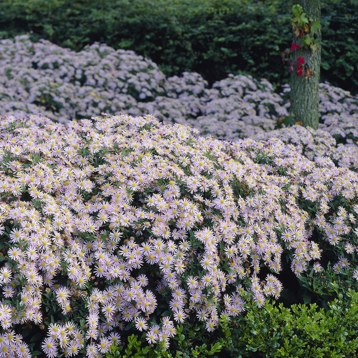 Herfstaster 'Asran' - Image 5