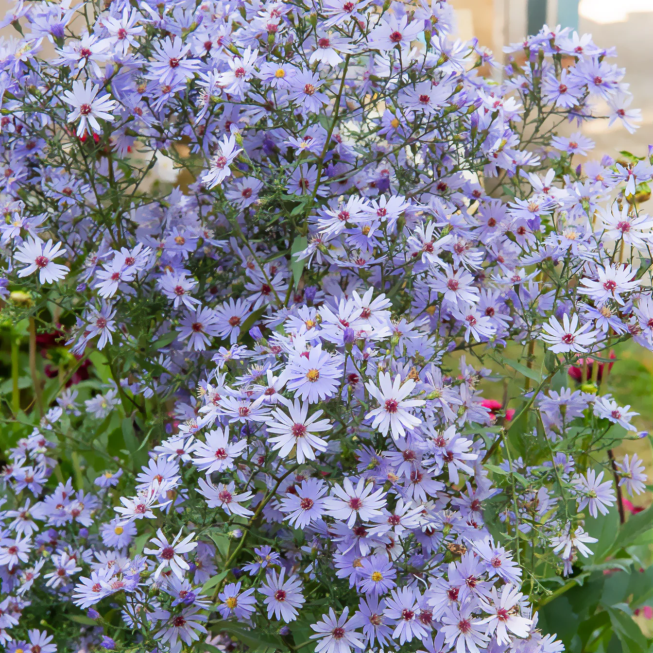 Herfstaster 'Little Carlow'
