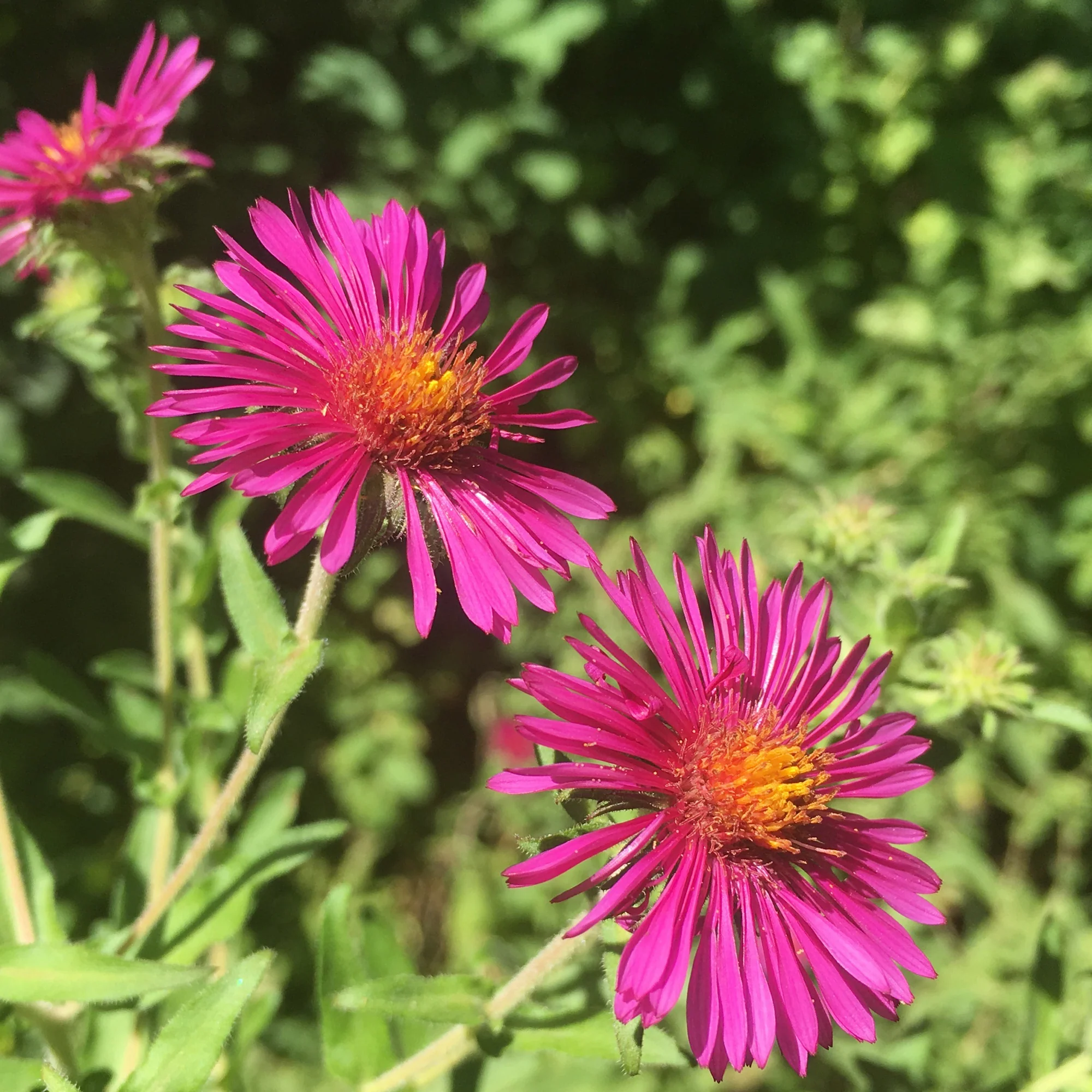 Herfstaster 'septemberrubin' - Image 2