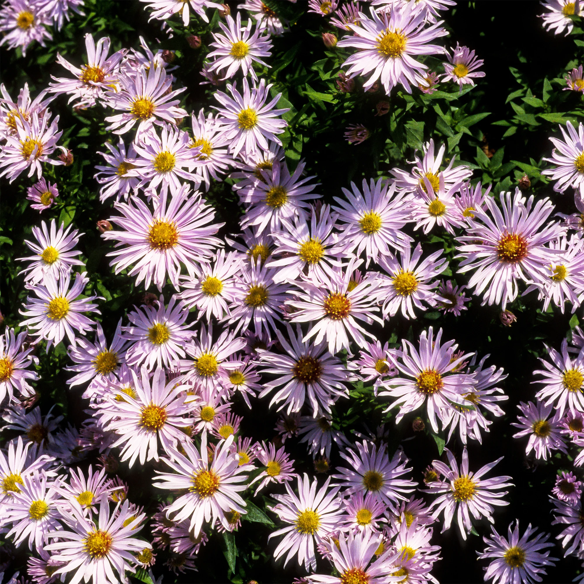 Herfstaster 'Silberblaukissen'