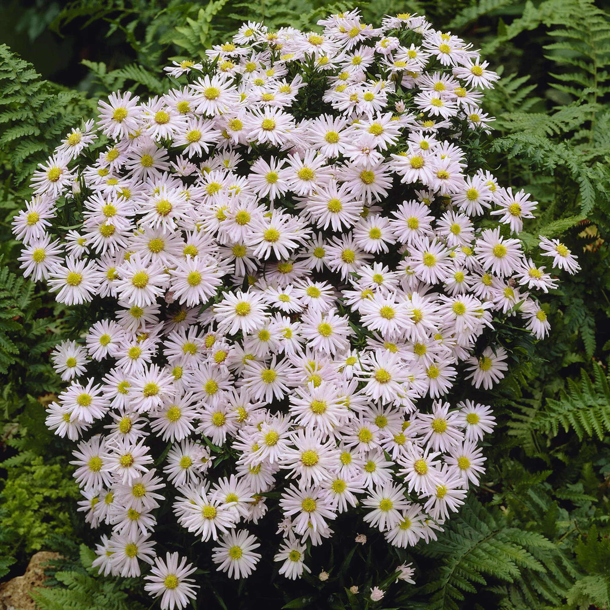 Herfstaster 'Snowsprite'