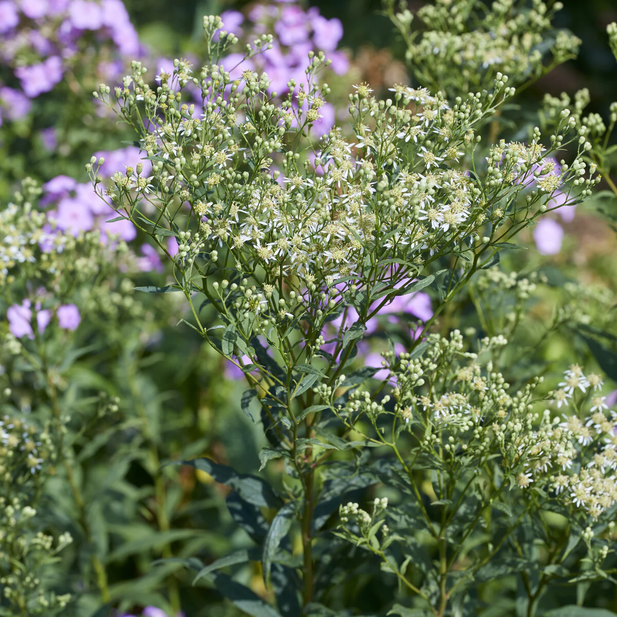Herfstaster 'Weisser Schirm'