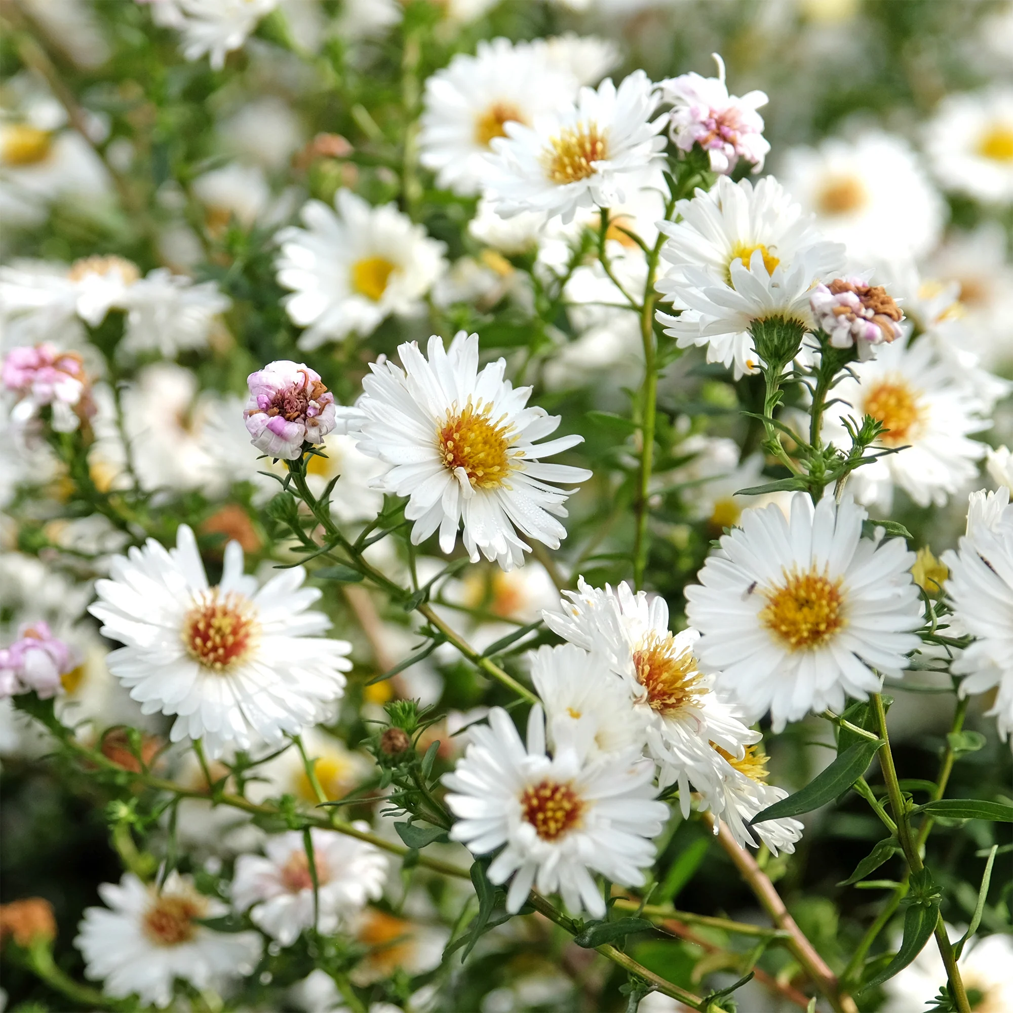 Herfstaster 'White Ladies'