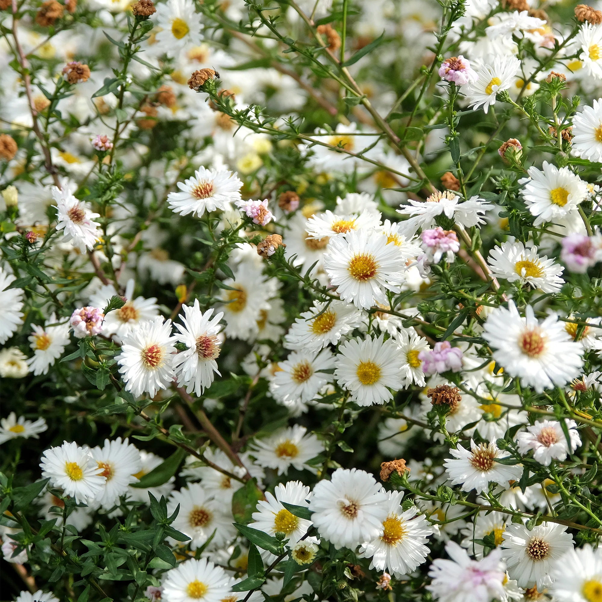Herfstaster 'White Ladies' - Image 2