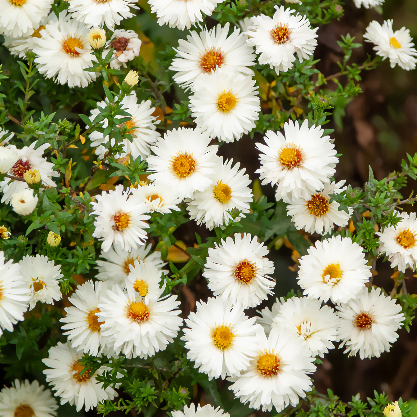 Herfstaster 'White Ladies' - Image 3