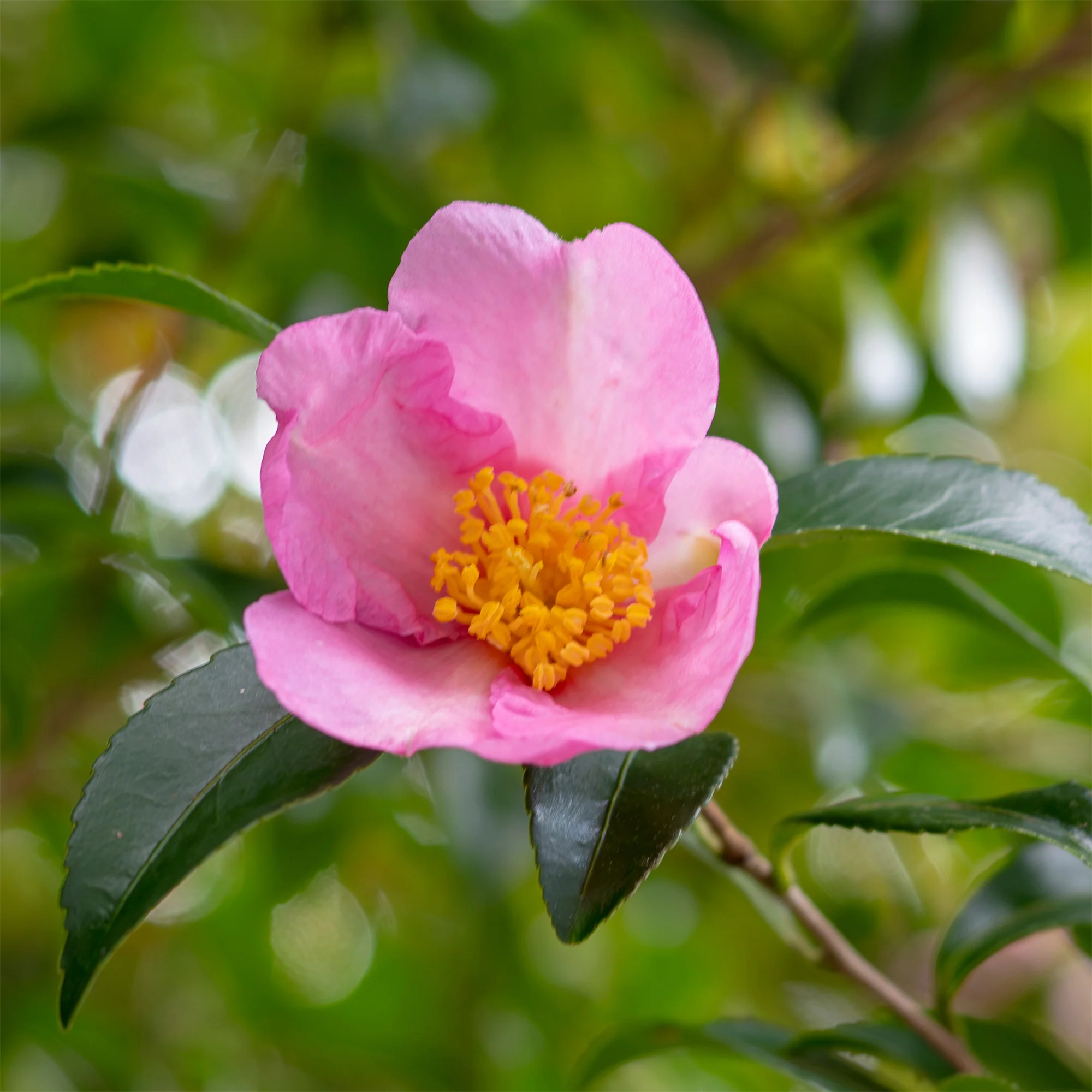 Herfstcamelia