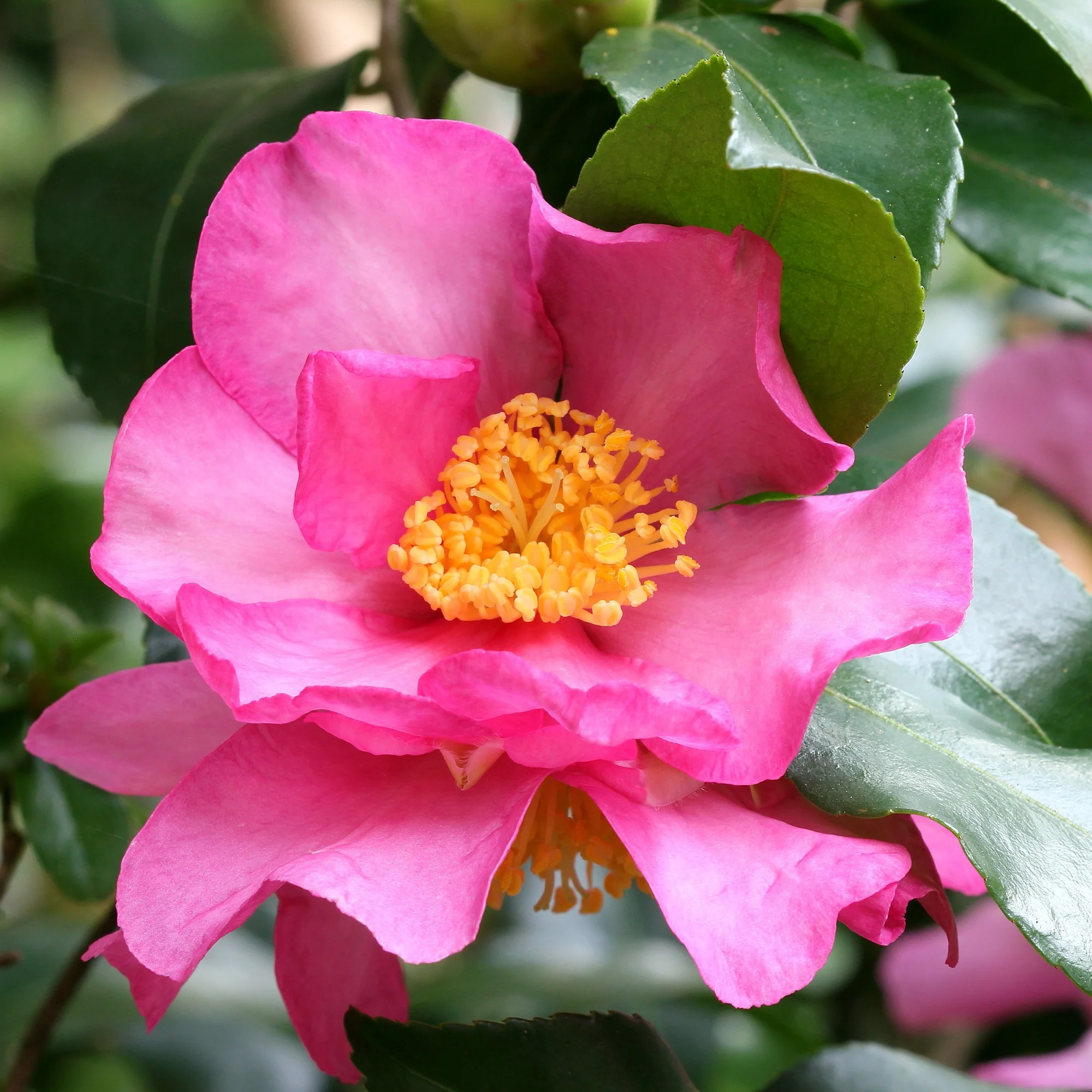 Herfstcamelia - Image 2