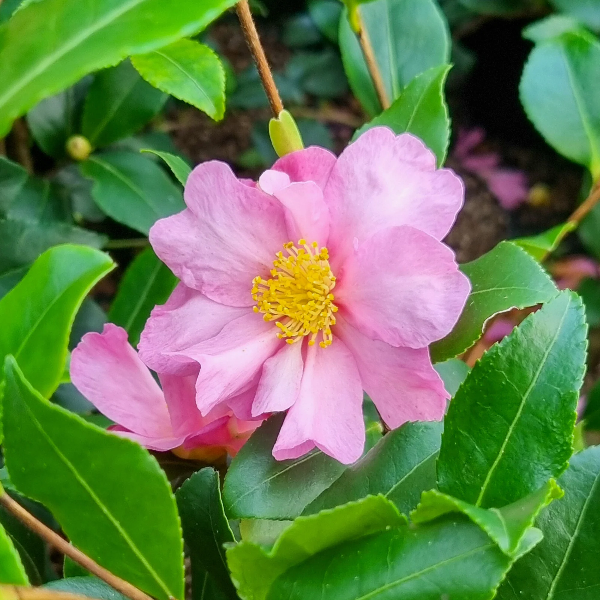 Herfstcamelia