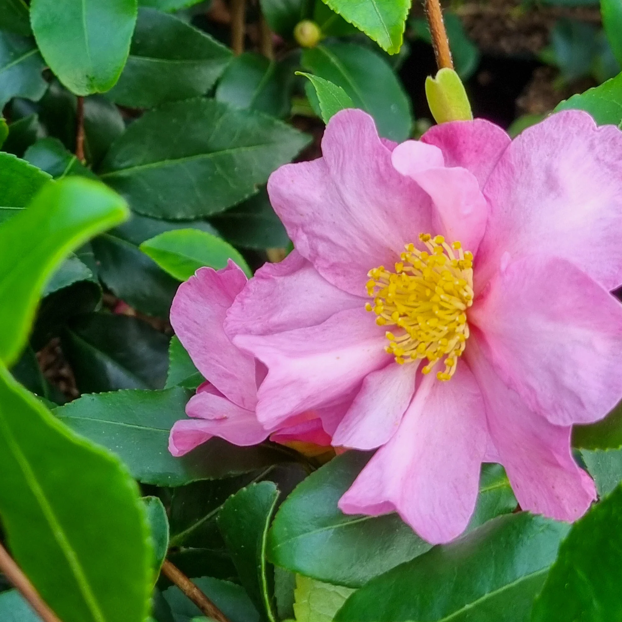 Herfstcamelia - Image 3