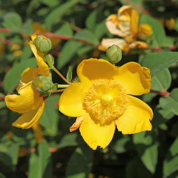Hertshooi 'Hidcote' - Image 2
