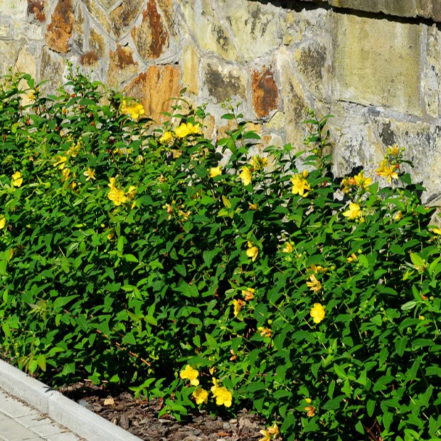 Hertshooi 'Hidcote' - Image 3