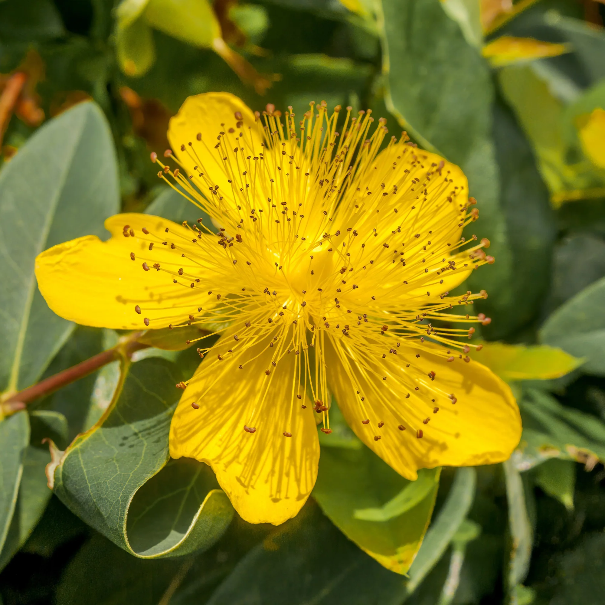 Hertshooi (x5) - Image 2