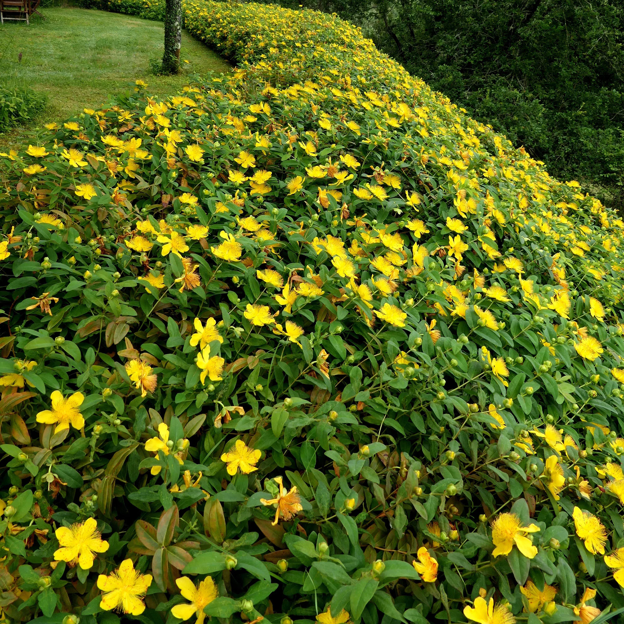 Hertshooi (x5) - Image 3