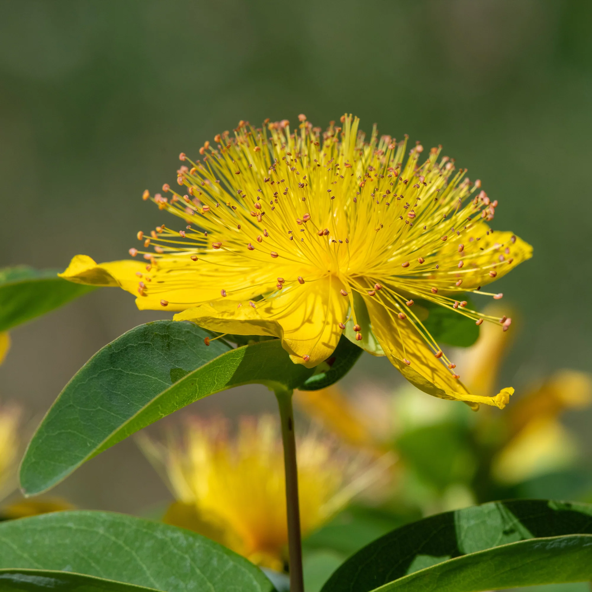 Hertshooi (x5) - Image 4