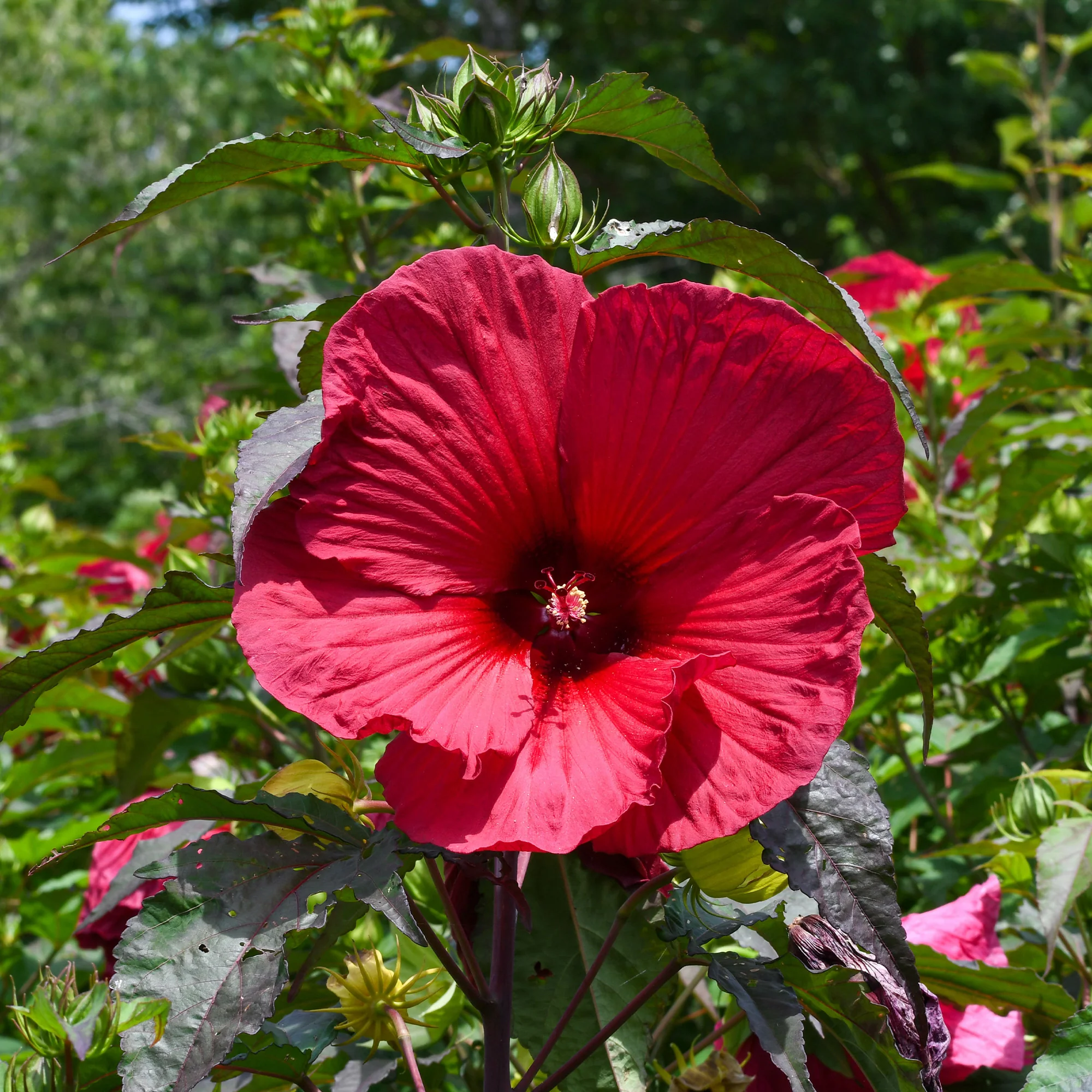 Hibiscus 'Carousel Geant Red'® / Altheastruik