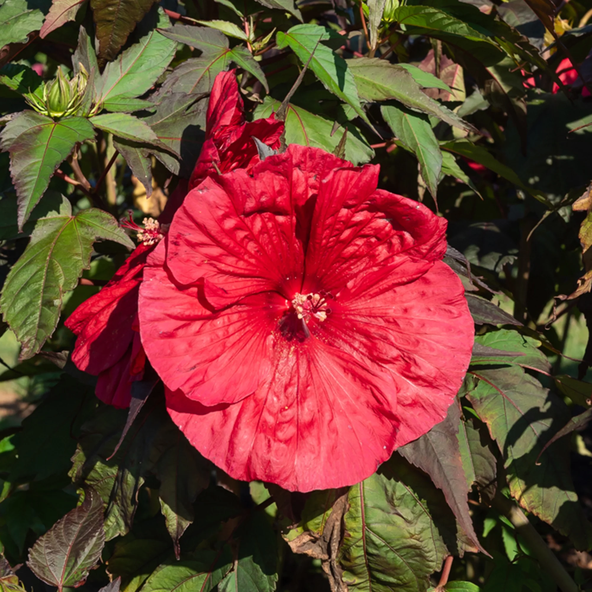 Hibiscus 'Carousel Geant Red'® / Altheastruik - Image 2