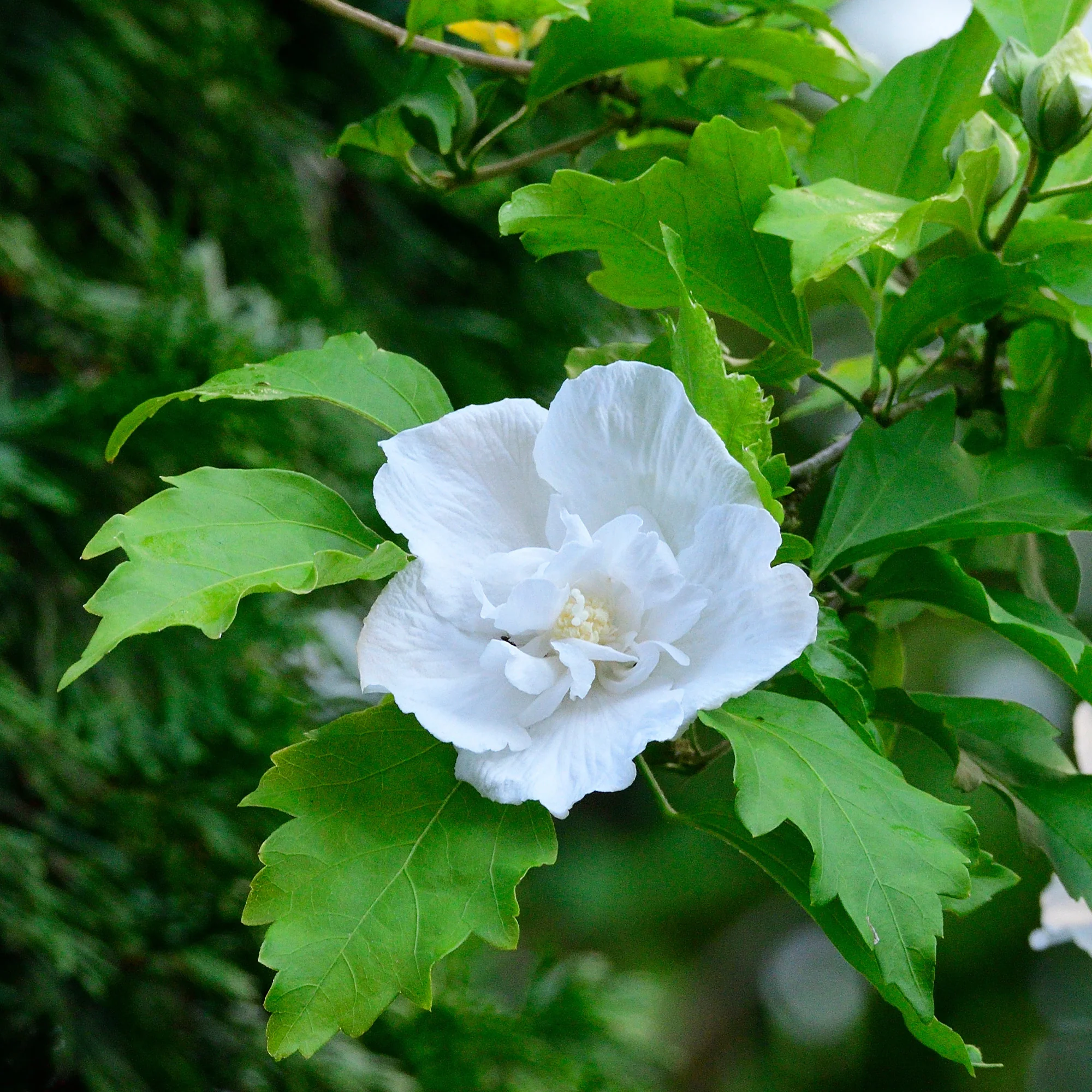 Hibiscus Flower Tower White®