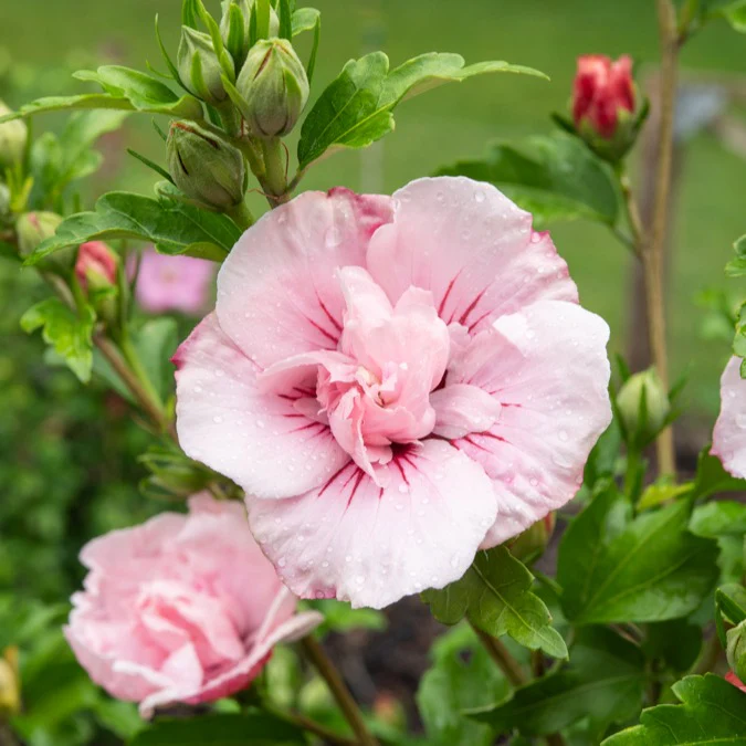 Hibiscus Roze Chiffon