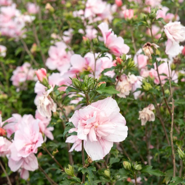 Hibiscus Roze Chiffon - Image 2