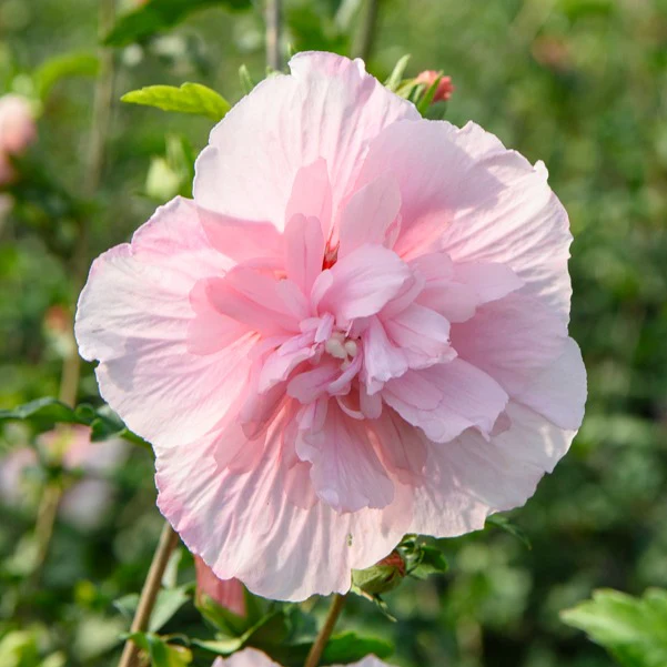 Hibiscus Roze Chiffon - Image 3