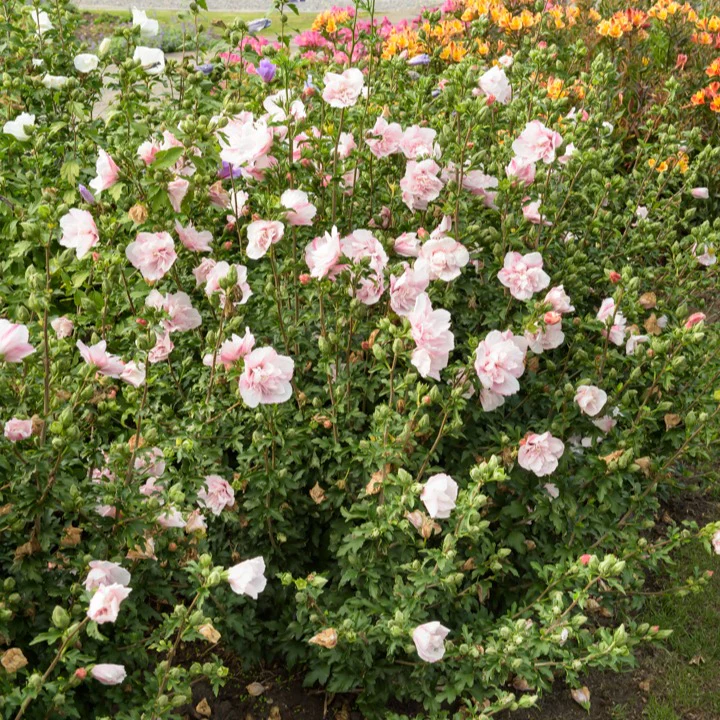 Hibiscus Roze Chiffon - Image 4
