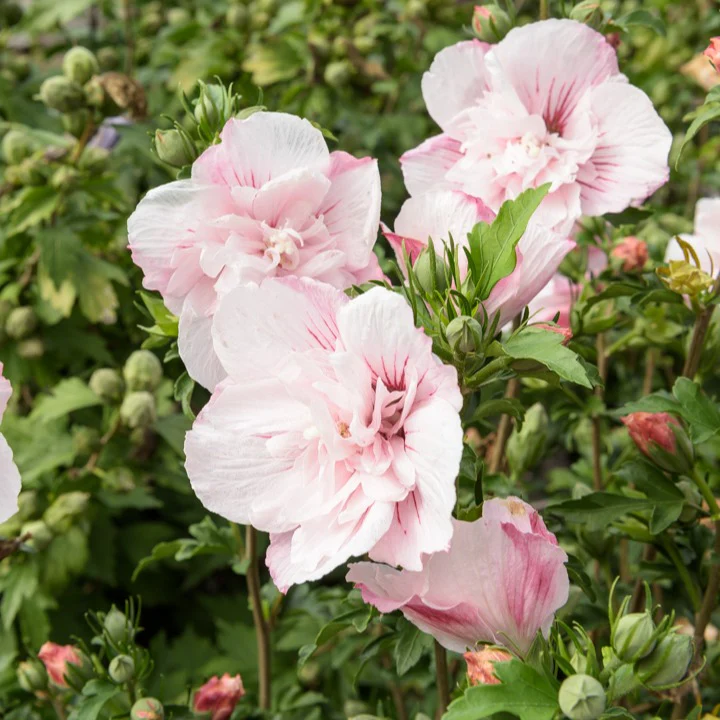 Hibiscus Roze Chiffon - Image 5