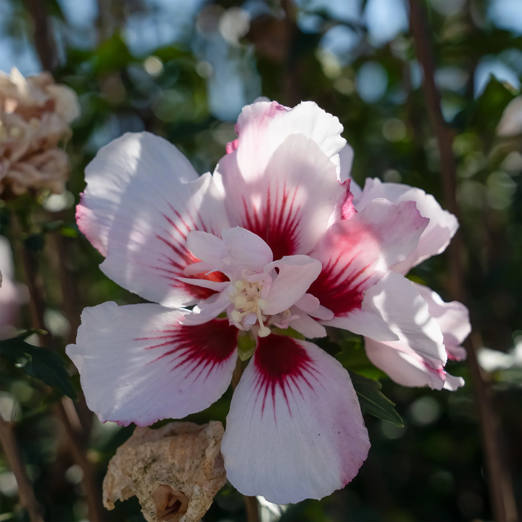 Hibiscus Starbust Chiffon®